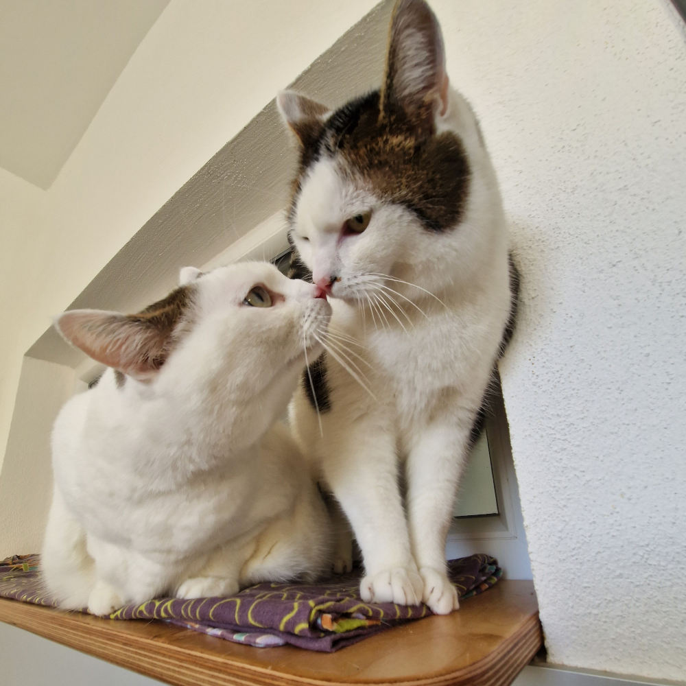 Tierheim Kleinheubach Katzenküsschen